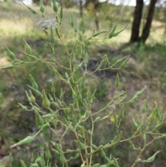 Lactuca serriola at Yass River, NSW - 14 Jan 2022