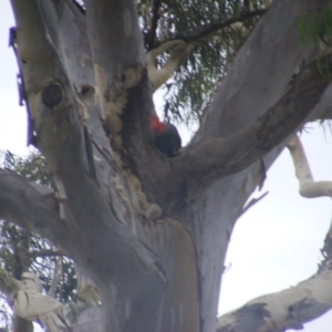 Callocephalon fimbriatum at Hughes, ACT - 17 Jan 2022