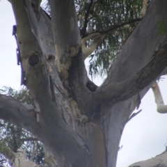 Callocephalon fimbriatum at Hughes, ACT - 17 Jan 2022