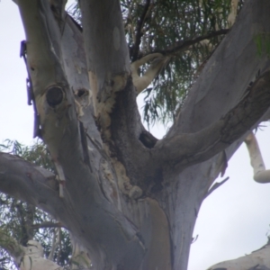 Callocephalon fimbriatum at Hughes, ACT - 17 Jan 2022