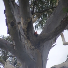 Callocephalon fimbriatum at Hughes, ACT - 17 Jan 2022