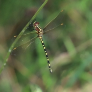 Synthemis eustalacta at Aranda, ACT - 16 Jan 2022 04:50 PM