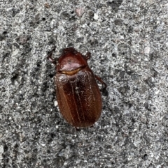 Melolonthini (tribe) (Cockchafer) at Murrumbateman, NSW - 16 Jan 2022 by SimoneC