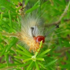 Orgyia anartoides (Painted Apple Moth) at Vincentia, NSW - 17 Jan 2022 by RobG1