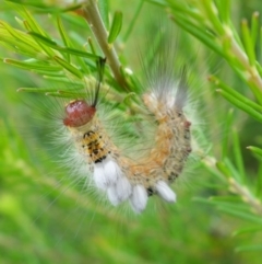 Orgyia anartoides at Vincentia, NSW - 17 Jan 2022