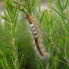 Orgyia anartoides at Vincentia, NSW - 17 Jan 2022