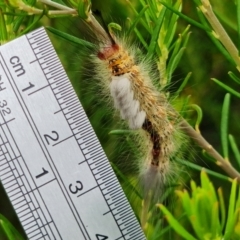 Orgyia anartoides at Vincentia, NSW - 17 Jan 2022