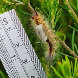 Orgyia anartoides at Vincentia, NSW - 17 Jan 2022