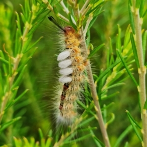 Orgyia anartoides at Vincentia, NSW - 17 Jan 2022