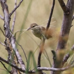 Acrocephalus australis (Australian Reed-Warbler) at Coombs, ACT - 17 Jan 2022 by RodDeb