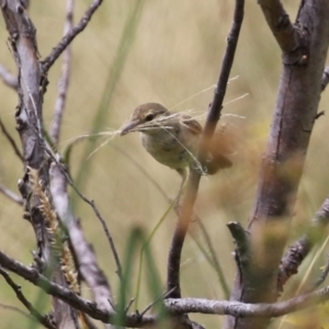 Acrocephalus australis at Coombs, ACT - 17 Jan 2022 12:03 PM