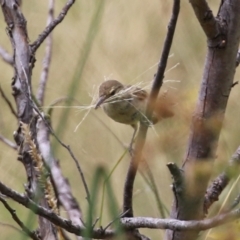 Acrocephalus australis at Coombs, ACT - 17 Jan 2022