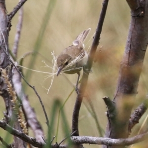 Acrocephalus australis at Coombs, ACT - 17 Jan 2022 12:03 PM