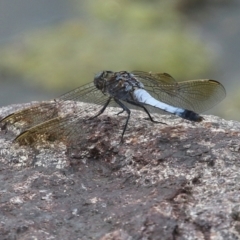 Orthetrum caledonicum (TBC) at Coombs, ACT - 17 Jan 2022 by RodDeb