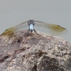 Orthetrum caledonicum at Coombs, ACT - 17 Jan 2022 12:01 PM