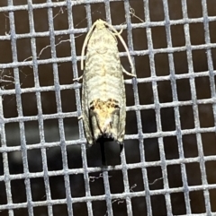 Cydia pomonella (Codling Moth) at Jerrabomberra, NSW - 17 Jan 2022 by Steve_Bok