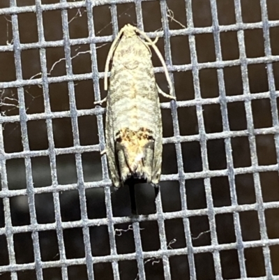 Cydia pomonella (Codling Moth) at Jerrabomberra, NSW - 17 Jan 2022 by Steve_Bok