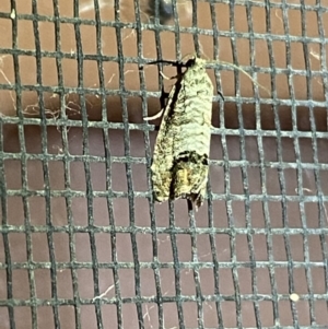 Cydia pomonella at Jerrabomberra, NSW - 17 Jan 2022