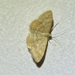 Scopula rubraria (Reddish Wave, Plantain Moth) at Jerrabomberra, NSW - 17 Jan 2022 by SteveBorkowskis