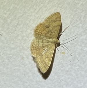 Scopula rubraria at Jerrabomberra, NSW - 17 Jan 2022