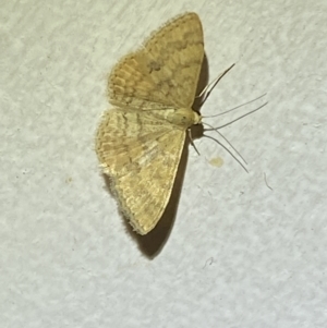 Scopula rubraria at Jerrabomberra, NSW - 17 Jan 2022