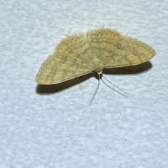 Scopula rubraria at Jerrabomberra, NSW - 17 Jan 2022