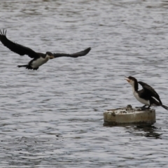 Microcarbo melanoleucos (Little Pied Cormorant) at Molonglo Valley, ACT - 17 Jan 2022 by RodDeb