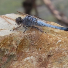 Orthetrum caledonicum (Blue Skimmer) at Molonglo Valley, ACT - 17 Jan 2022 by RodDeb