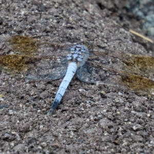 Orthetrum caledonicum at Molonglo Valley, ACT - 17 Jan 2022 12:38 PM