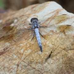 Orthetrum caledonicum at Molonglo Valley, ACT - 17 Jan 2022