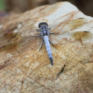 Orthetrum caledonicum at Molonglo Valley, ACT - 17 Jan 2022 12:38 PM