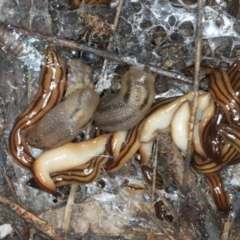 Anzoplana trilineata (A Flatworm) at Bullen Range - 11 Jan 2022 by jbromilow50