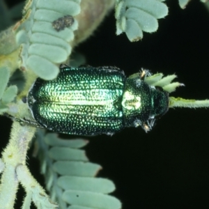 Diphucephala sp. (genus) at Paddys River, ACT - 12 Jan 2022