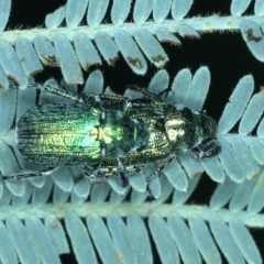 Diphucephala sp. (genus) at Paddys River, ACT - 12 Jan 2022