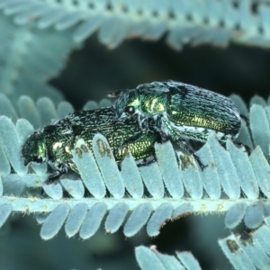 Diphucephala sp. (genus) at Paddys River, ACT - 12 Jan 2022