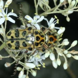 Neorrhina punctata at Paddys River, ACT - 12 Jan 2022