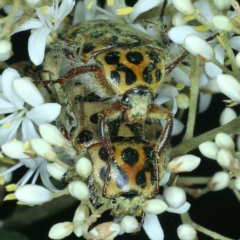 Neorrhina punctata at Paddys River, ACT - 12 Jan 2022