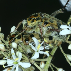 Neorrhina punctata at Paddys River, ACT - 12 Jan 2022