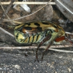 Neorrhina punctata at Paddys River, ACT - 12 Jan 2022