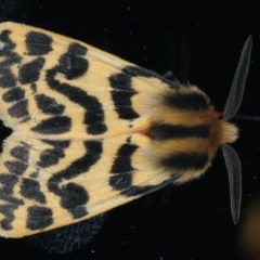 Ardices curvata (Crimson Tiger Moth) at Ainslie, ACT - 11 Jan 2022 by jb2602