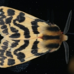 Spilosoma curvata (Crimson Tiger Moth) at Ainslie, ACT - 11 Jan 2022 by jbromilow50