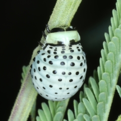 Dicranosterna immaculata (Acacia leaf beetle) at Paddys River, ACT - 12 Jan 2022 by jb2602