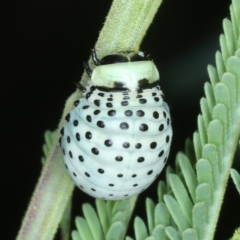 Dicranosterna immaculata (Acacia leaf beetle) at Bullen Range - 12 Jan 2022 by jbromilow50