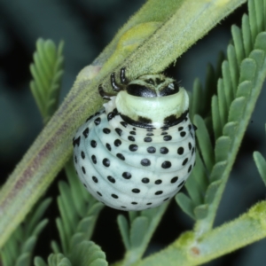 Dicranosterna immaculata at Paddys River, ACT - 12 Jan 2022 01:57 PM