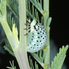 Dicranosterna immaculata at Paddys River, ACT - 12 Jan 2022 01:57 PM