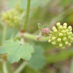 Hydrocotyle laxiflora (Stinking Pennywort) at Aranda Bushland - 12 Jan 2022 by drakes