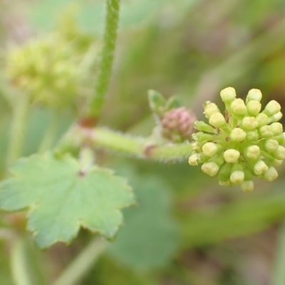 Hydrocotyle laxiflora (Stinking Pennywort) at Aranda Bushland - 12 Jan 2022 by drakes