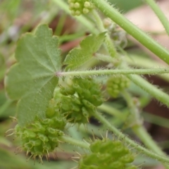 Hydrocotyle laxiflora at Cook, ACT - 13 Jan 2022