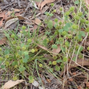 Hydrocotyle laxiflora at Cook, ACT - 13 Jan 2022 08:48 AM