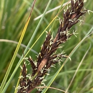 Gahnia subaequiglumis at Paddys River, ACT - 17 Jan 2022